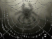 露水的蜘蛛网矢量图4