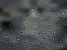 露水的蜘蛛网矢量图3