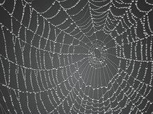 露水的蜘蛛网矢量图2