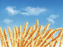 小麦矢量图6