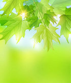清新绿色树叶背景PSD素材