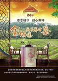 金线莲养生茶广告宣传PSD海报