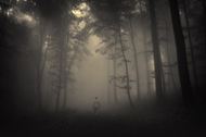 雾气朦胧的树林图片