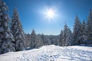 冬日阳光下的雪松图片
