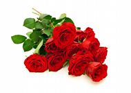 情人节唯美红玫瑰图片