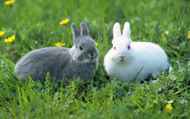 草地可爱家兔图片
