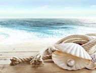 海边木甲板上的珍珠贝壳图片