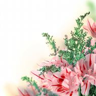 康乃馨绿叶鲜花图片