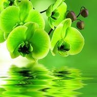 绿色蝴蝶兰图片