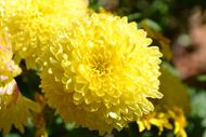 黄色菊花唯美图片