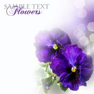 紫色鲜花植物图片