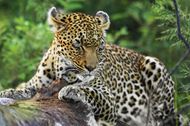 高清野生动物豹子图片