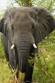 森林大象高清图片