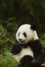 小熊猫的图片