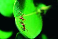 两只蚂蚁摄影高清图片