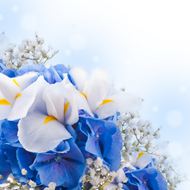 蓝色唯美花朵高清图片