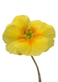 黄色鲜花唯美花朵图片