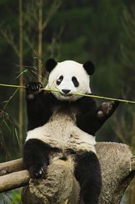 可爱熊猫高清图片