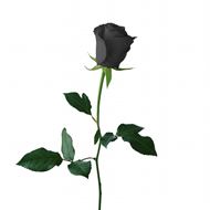 黑色玫瑰花唯美图片