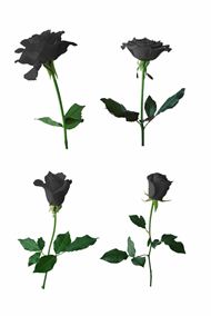 黑色玫瑰花图片素材