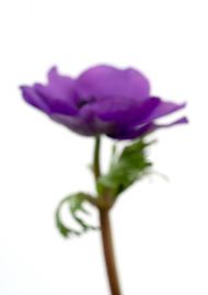紫色模糊花朵图片