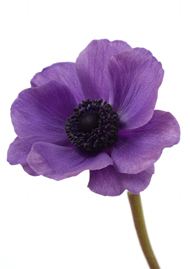 紫色唯美花朵图片
