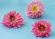 粉色菊花图片