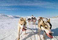 阿拉斯加雪橇犬高清图片
