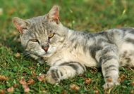躺在草地的小猫图片