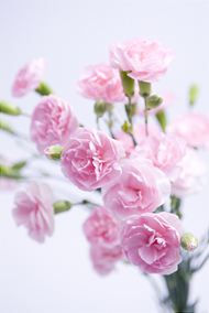 粉色康乃馨高清图片