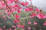 森林公园山樱花图片