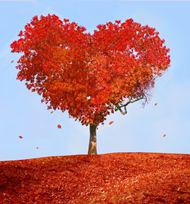 美丽自然红叶大树图片