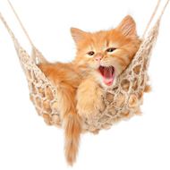 吊床上的可爱猫咪图片