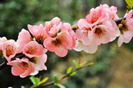 粉色海棠花图片