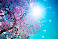 漂亮的樱花树图片