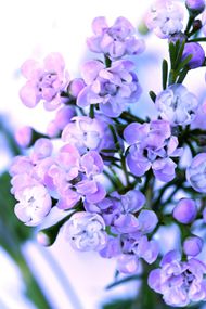 紫色月季花图片
