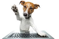 小狗狗敲键盘图片