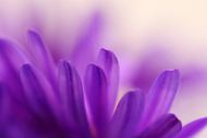 紫色鲜花素材图片