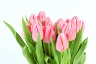 荷兰粉色郁金香图片