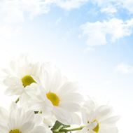 白色唯美菊花图片