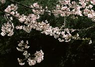 高清唯美樱花图片