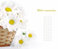 白色菊花图片素材
