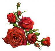 鲜红玫瑰花图片