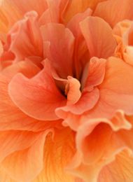 橙色花朵图片