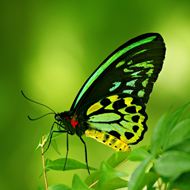 绿色蝴蝶高清图片