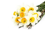高清白色花朵花束图片