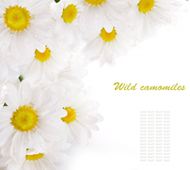 高清白菊花图片