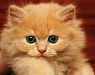 可爱黄色小猫图片