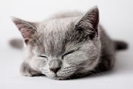 灰色可爱小猫图片