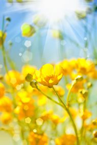 黄色唯美花朵图片